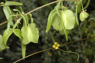 APII jpeg image of Roepera fruticulosa  © contact APII