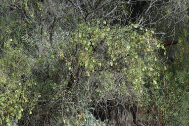 APII jpeg image of Roepera fruticulosa  © contact APII