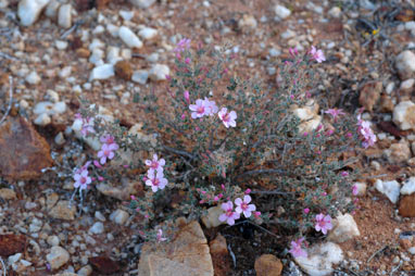 APII jpeg image of Frankenia hispidula  © contact APII