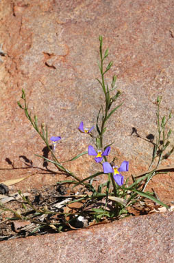 APII jpeg image of Lobelia heterophylla subsp. pilbarensis  © contact APII
