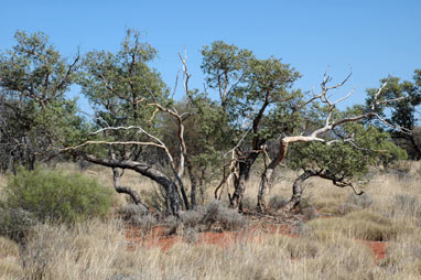APII jpeg image of Eucalyptus deserticola  © contact APII
