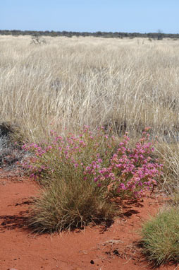 APII jpeg image of Calytrix carinata  © contact APII