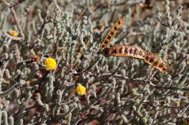APII jpeg image of Acacia adoxa var. adoxa  © contact APII
