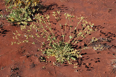 APII jpeg image of Goodenia connata  © contact APII