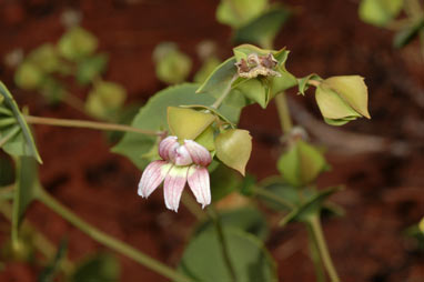 APII jpeg image of Goodenia connata  © contact APII
