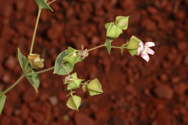 APII jpeg image of Goodenia connata  © contact APII