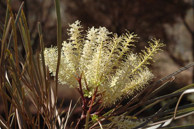 APII jpeg image of Grevillea pyramidalis  © contact APII