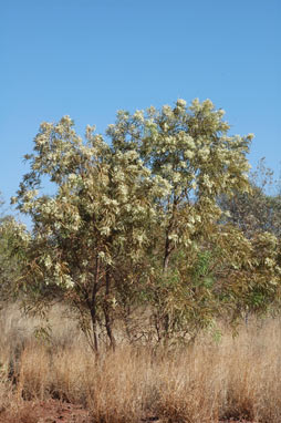 APII jpeg image of Atalaya hemiglauca  © contact APII