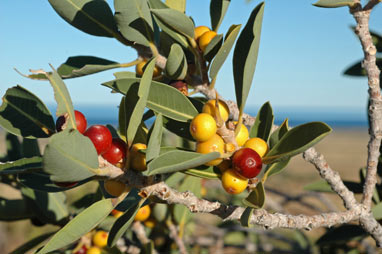 APII jpeg image of Ficus brachypoda  © contact APII