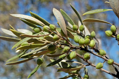 APII jpeg image of Pittosporum phillyreoides  © contact APII