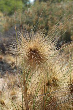 APII jpeg image of Spinifex longifolius  © contact APII