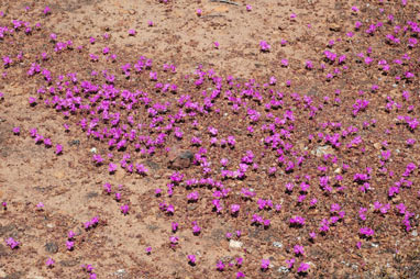 APII jpeg image of Calandrinia primuliflora  © contact APII