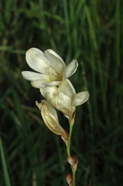 APII jpeg image of Tritonia lineata  © contact APII