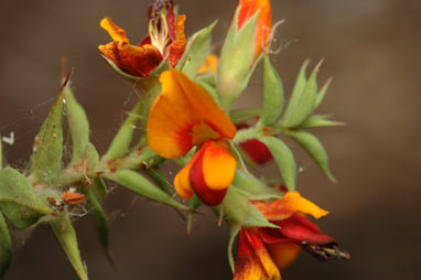 APII jpeg image of Pultenaea spinosa  © contact APII