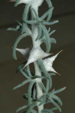 APII jpeg image of Sclerolaena  © contact APII