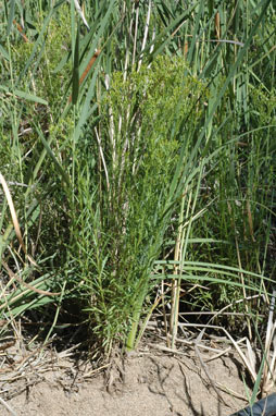 APII jpeg image of Senecio diaschides  © contact APII