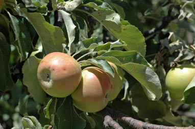 APII jpeg image of Malus pumila  © contact APII