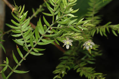 APII jpeg image of Asparagus scandens  © contact APII