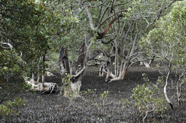 APII jpeg image of Avicennia marina  © contact APII