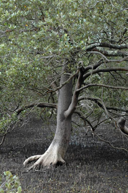 APII jpeg image of Avicennia marina  © contact APII