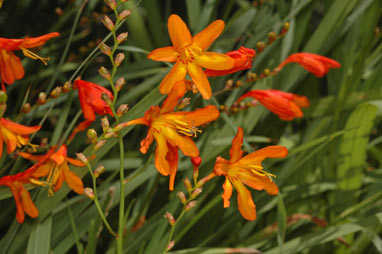 APII jpeg image of Crocosmia x crocosmiiflora  © contact APII