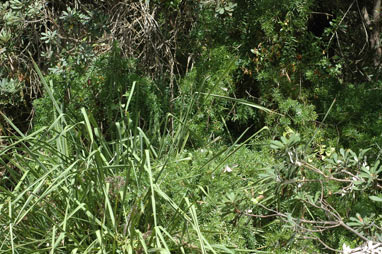 APII jpeg image of Asparagus aethiopicus  © contact APII