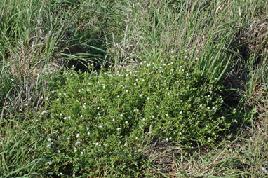 APII jpeg image of Geranium retrorsum  © contact APII