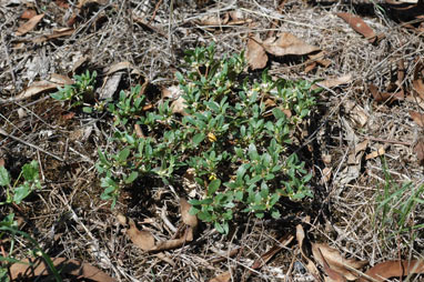 APII jpeg image of Alternanthera sp. A Flora of New South Wales (M.Gray 5187)  © contact APII