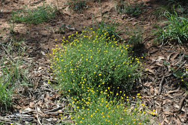 APII jpeg image of Calotis lappulacea  © contact APII