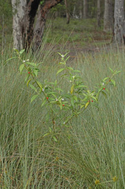 APII jpeg image of Solanum stelligerum  © contact APII