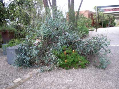 APII jpeg image of Eucalyptus morrisbyi  © contact APII