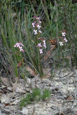 APII jpeg image of Stylidium lineare  © contact APII