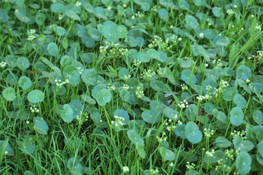APII jpeg image of Hydrocotyle bonariensis  © contact APII