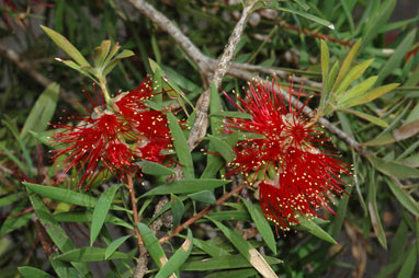 APII jpeg image of Callistemon montanus  © contact APII