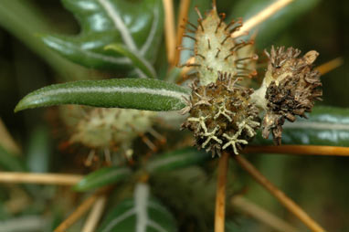 APII jpeg image of Xanthium spinosum  © contact APII