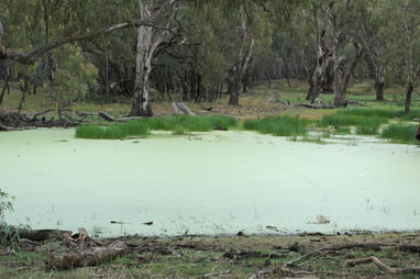 APII jpeg image of Landoltia punctata  © contact APII