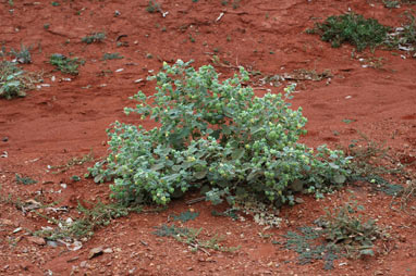 APII jpeg image of Abutilon otocarpum  © contact APII