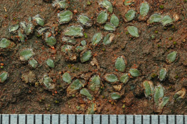 APII jpeg image of Riccia crinita  © contact APII