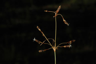 APII jpeg image of Fimbristylis dichotoma  © contact APII