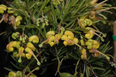 APII jpeg image of Grevillea 'Lemondaze'  © contact APII
