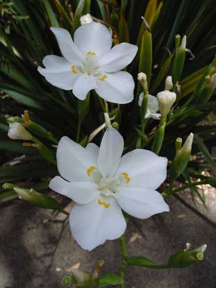 APII jpeg image of Dietes robinsoniana  © contact APII