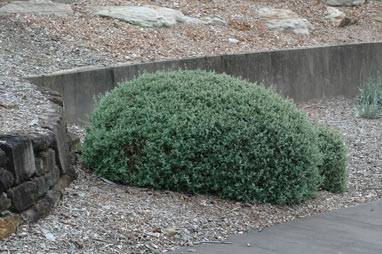 APII jpeg image of Rhagodia spinescens  © contact APII