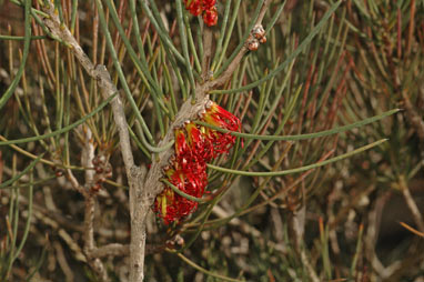 APII jpeg image of Calothamnus gracilis  © contact APII