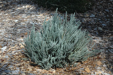 APII jpeg image of Maireana oppositifolia  © contact APII