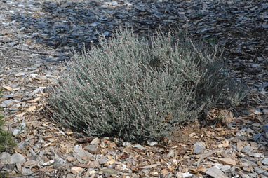 APII jpeg image of Mallophora globulifera  © contact APII