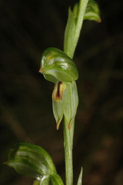 APII jpeg image of Pterostylis jonesii  © contact APII