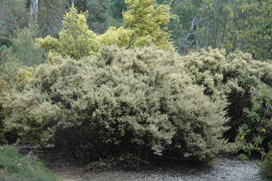 APII jpeg image of Pomaderris pauciflora  © contact APII