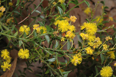 APII jpeg image of Acacia amblygona 'Winter Gold'  © contact APII