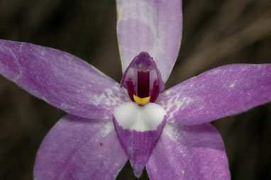 APII jpeg image of Glossodia major  © contact APII