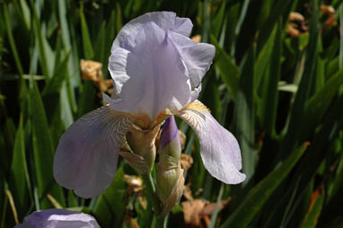 APII jpeg image of Iris germanica  © contact APII